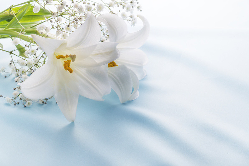 白いシーツの上の白い花