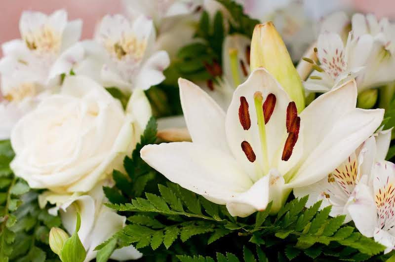 めしべのある白い花